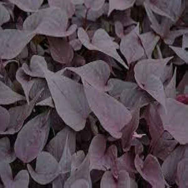 IPOMEA BATATAS PURPLE - Image 4