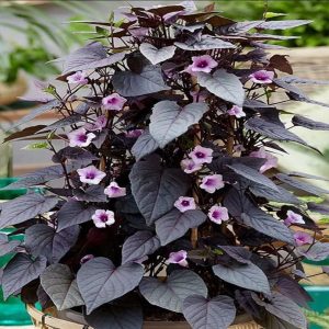 IPOMEA BATATAS PURPLE