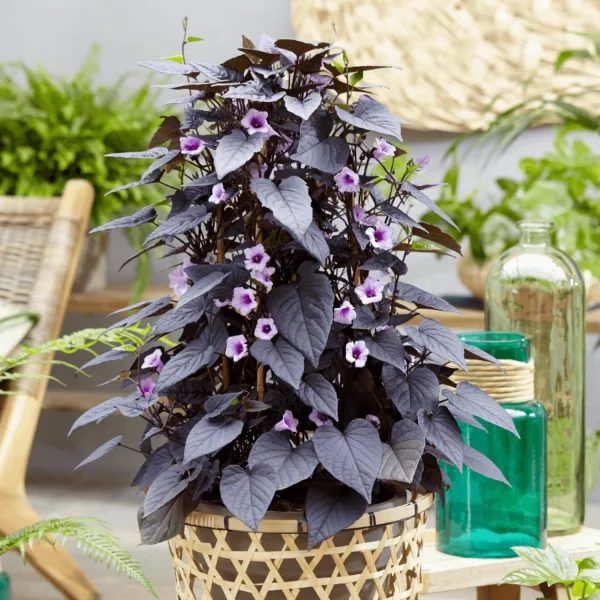 IPOMEA BATATAS PURPLE - Image 3