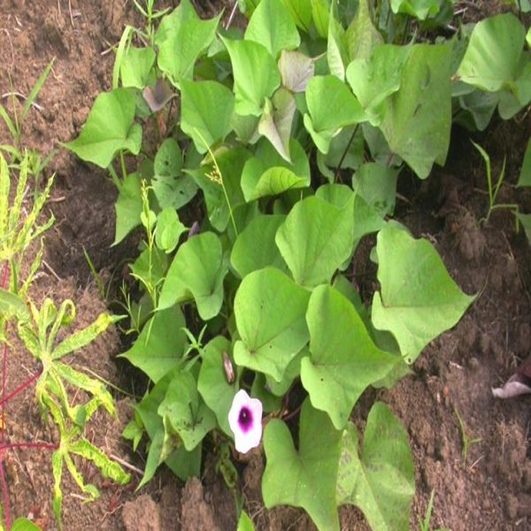 IPOMEA BATATAS S.H.J. B.