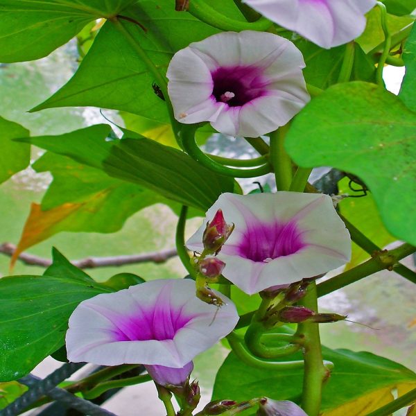 IPOMEA BATATAS S.H.J. B. - Image 2