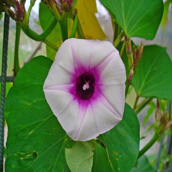 IPOMEA BATATAS S.H.J. B. - Image 3