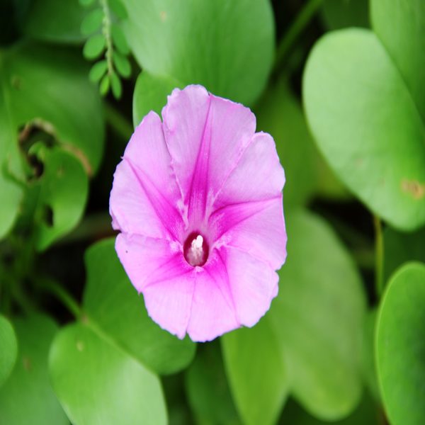 IPOMEA BILOBA - Image 3