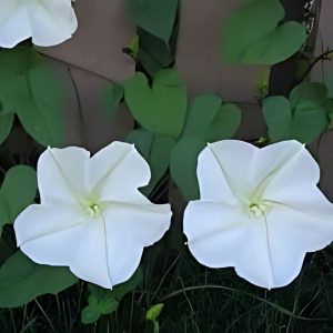 IPOMEA BONANOX