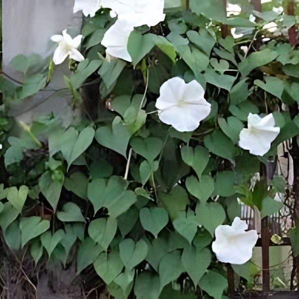 IPOMEA BONANOX - Image 3