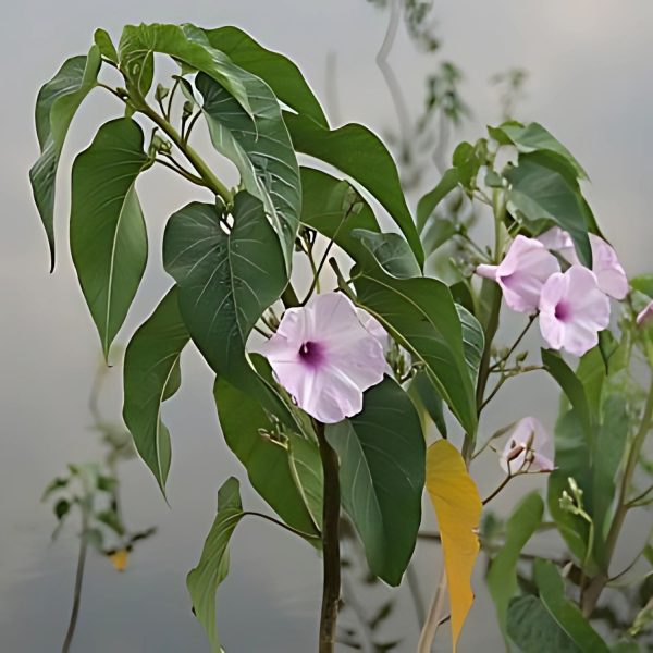 IPOMEA CARNEA