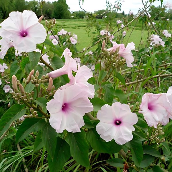 IPOMEA CARNEA - Image 2