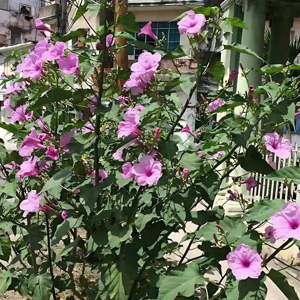 IPOMEA CARNEA - Image 3