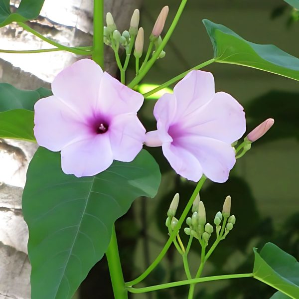 IPOMEA CARNEA - Image 4