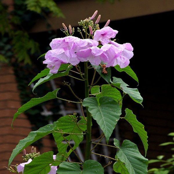 IPOMEA CARNEA - Image 3