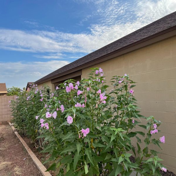 IPOMEA CARNEA - Image 4