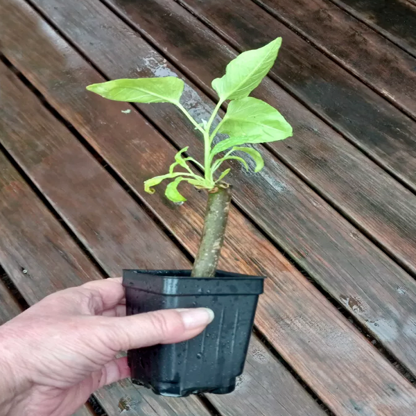 IPOMEA CARNEA - Image 5