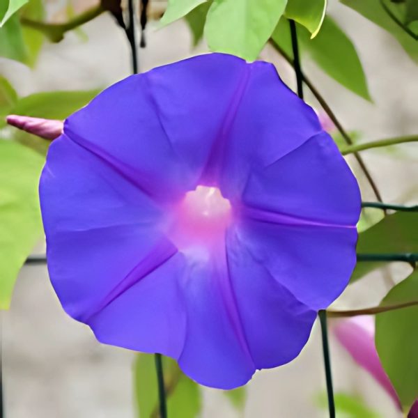 IPOMEA LEARII - Image 4