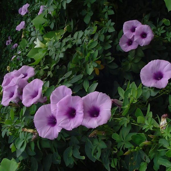 IPOMEA PALMATA - Image 4