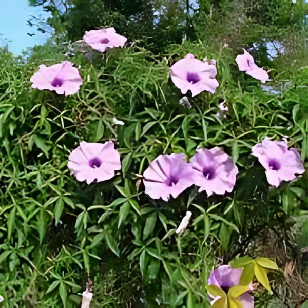 IPOMEA PALMATA - Image 3