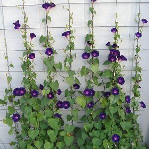 IPOMEA PURPUREA