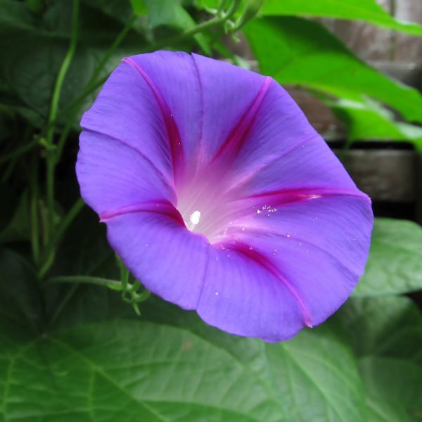 IPOMEA PURPUREA - Image 5