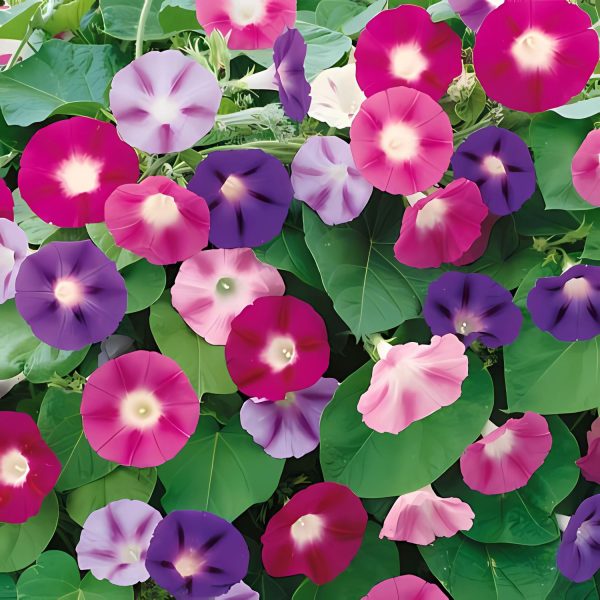 IPOMEA PURPUREA - Image 4