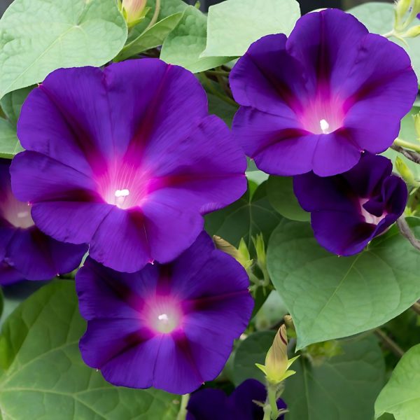 IPOMEA PURPUREA - Image 3