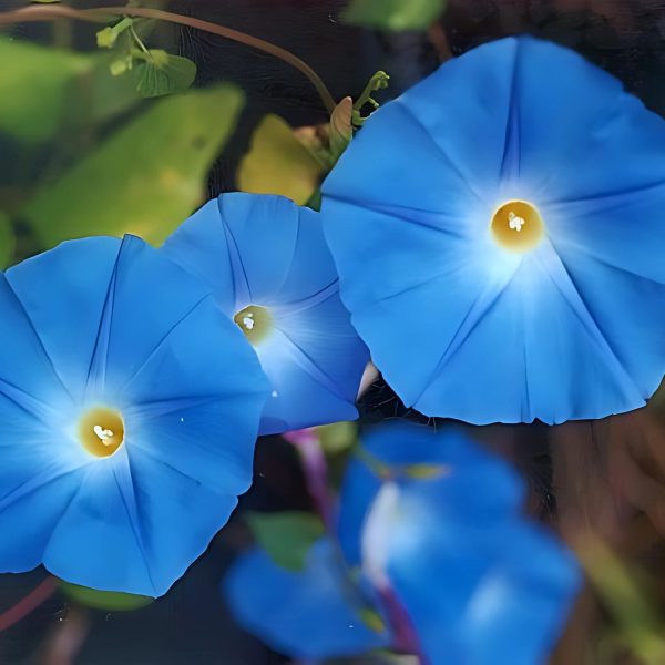IPOMEA RUBRO CAERULEA - Image 4