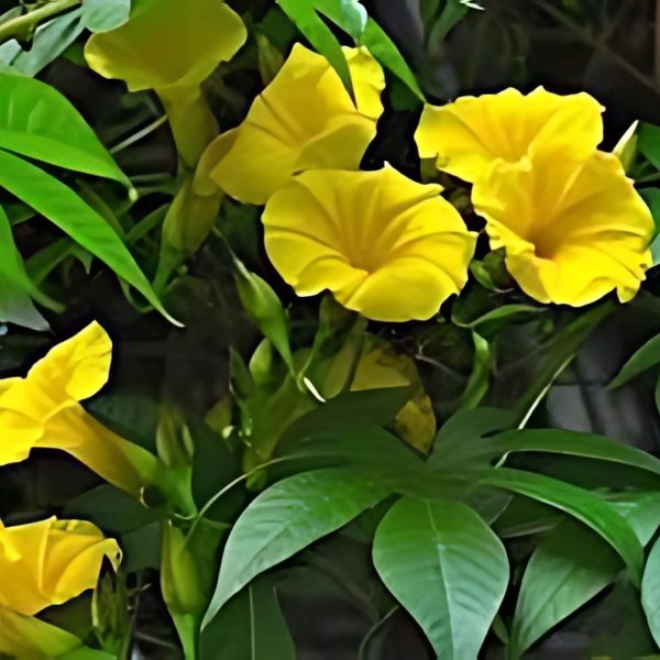 IPOMEA TUBEROSA