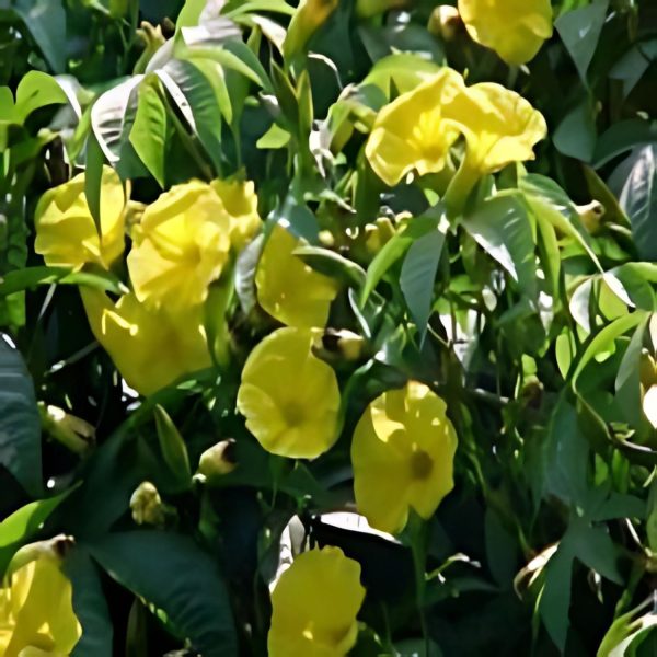 IPOMEA TUBEROSA - Image 2