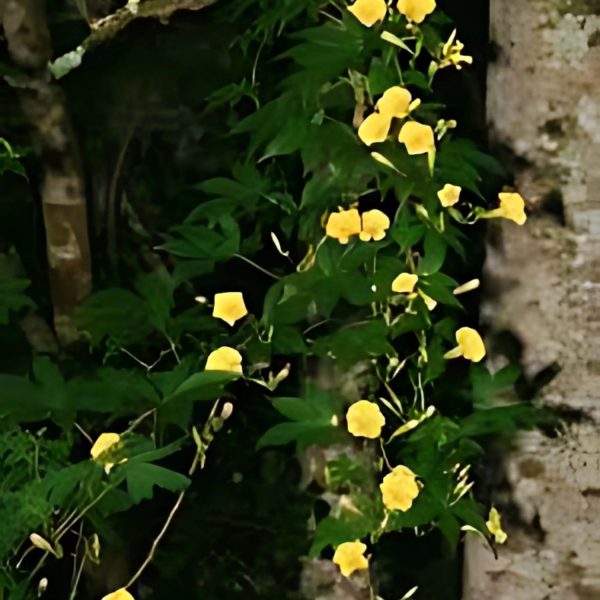 IPOMEA TUBEROSA - Image 3
