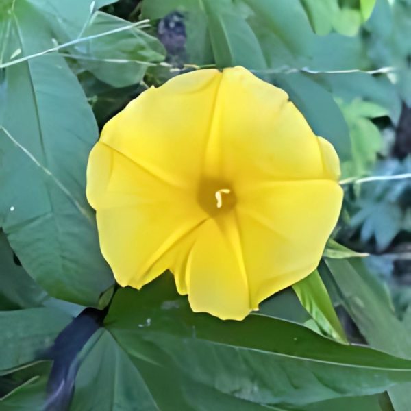 IPOMEA TUBEROSA - Image 4
