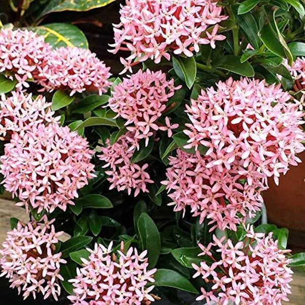 IXORA CHINENSIS NANA PINK - Image 3