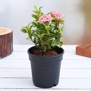 IXORA CHINENSIS NANA PINK