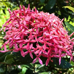 IXORA CHINENSIS NANA PINK