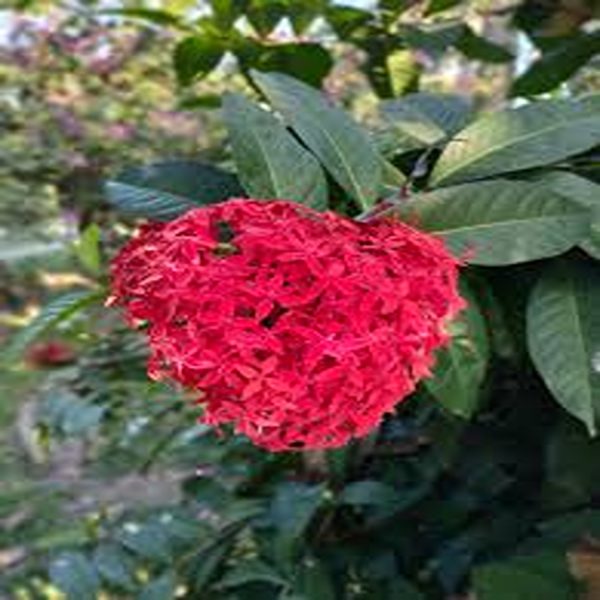 IXORA CHINENSIS ROSEA - Image 4
