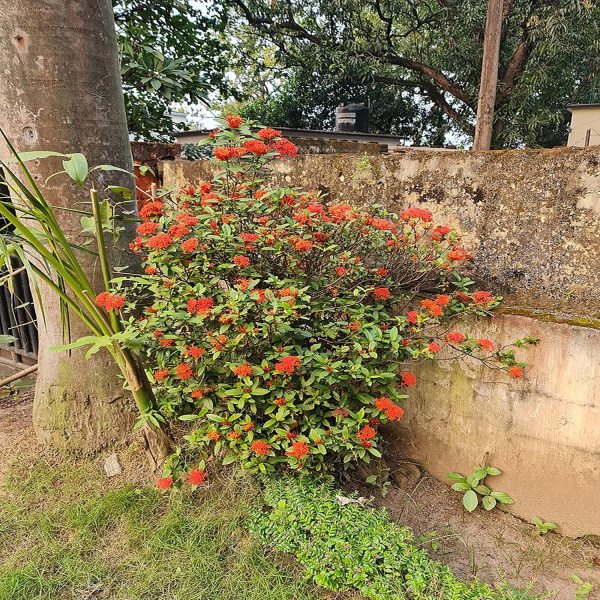 IXORA CHINENSIS - Image 2