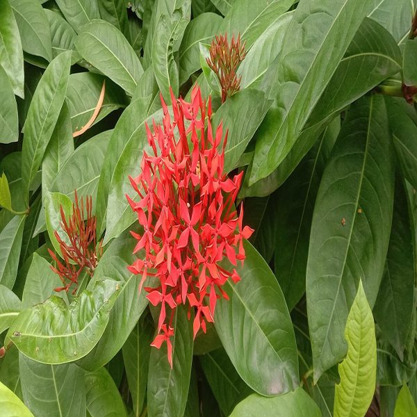IXORA CHINENSIS - Image 3