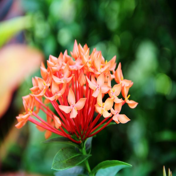 IXORA CHINENSIS - Image 4