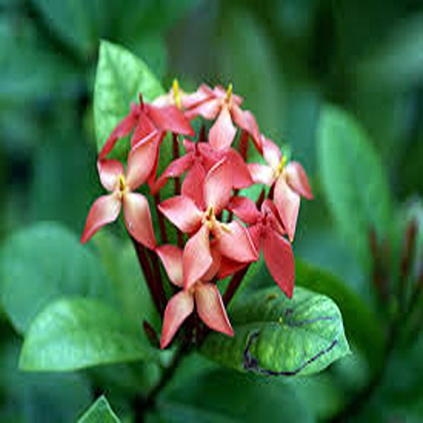 IXORA COCCINEA - Image 3