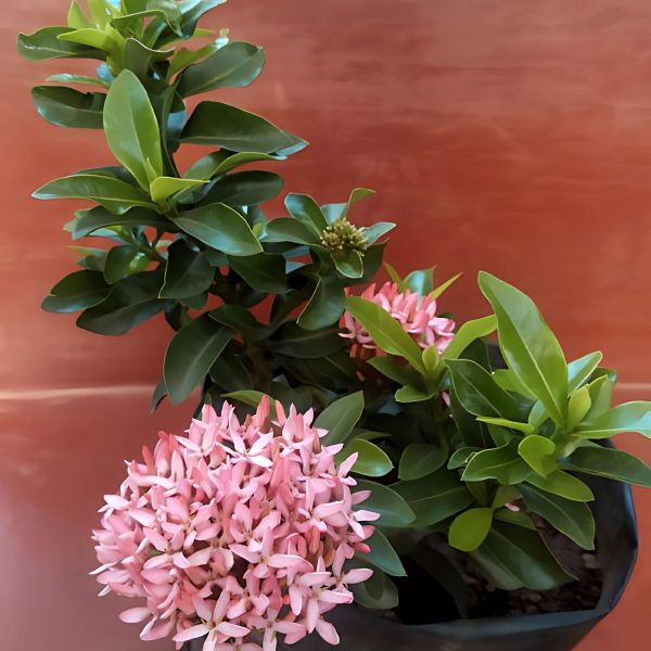 IXORA DUFFII - Image 6