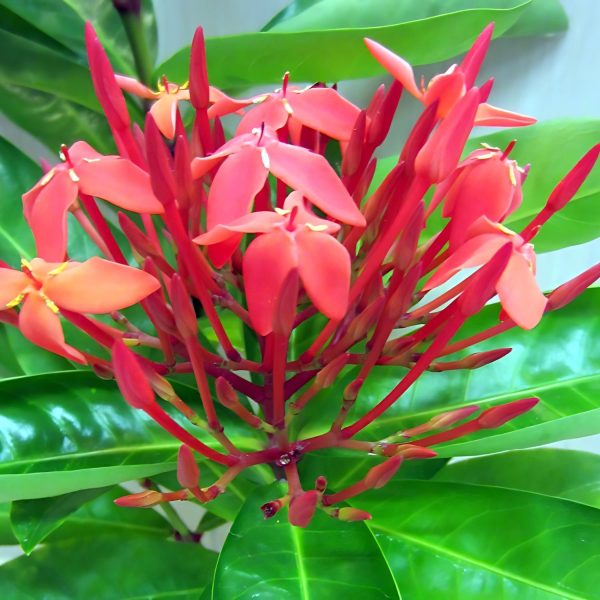 IXORA DUFFII - Image 5