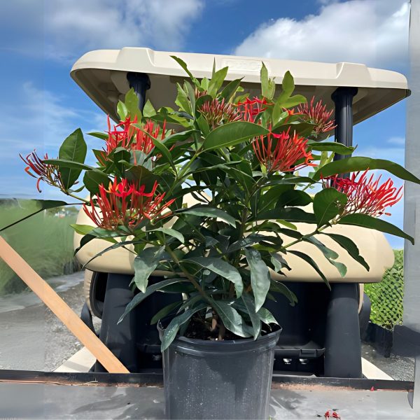 IXORA DUFFII - Image 4