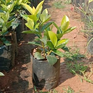 IXORA DUFFII