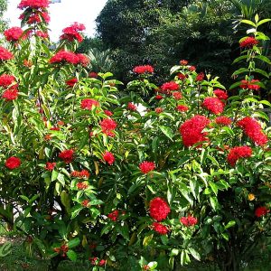 IXORA DUFFII