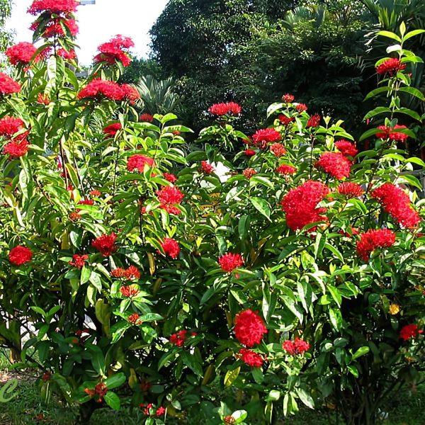 IXORA DUFFII - Image 2