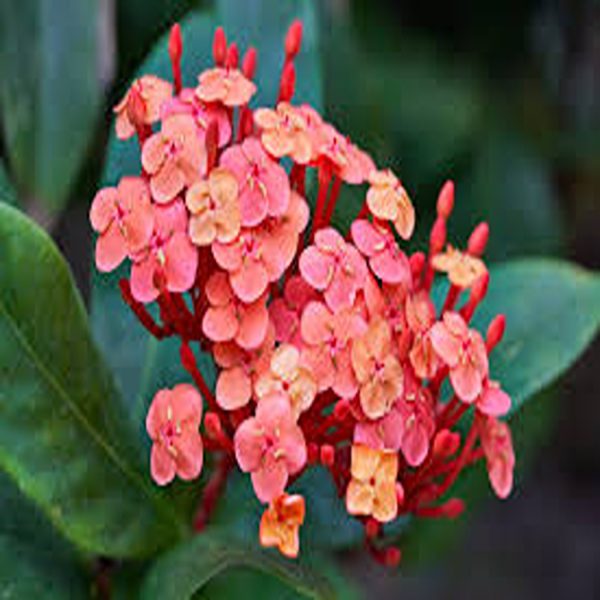 IXORA HYBRIDA - Image 2