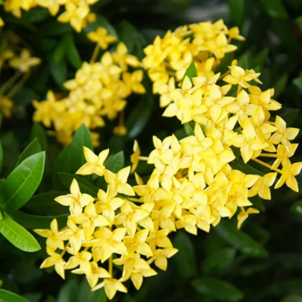 IXORA LUTEA - Image 4