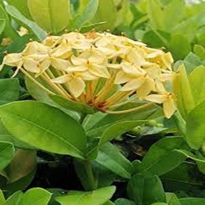 IXORA LUTEA