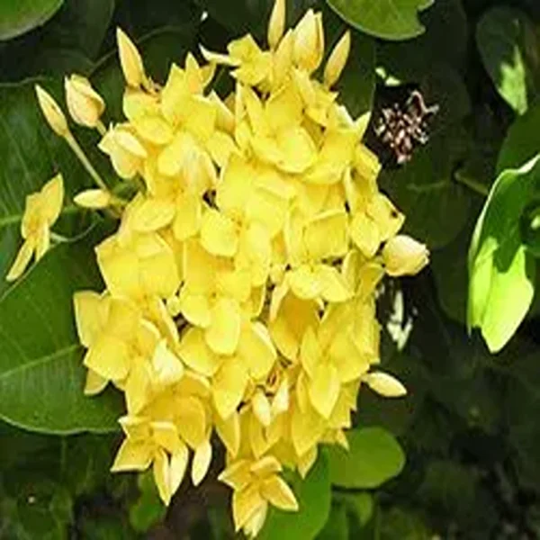 IXORA LUTEA - Image 3