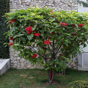 IXORA MACROTHYRSA