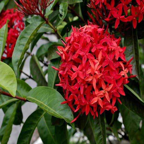 IXORA MACROTHYRSA - Image 3