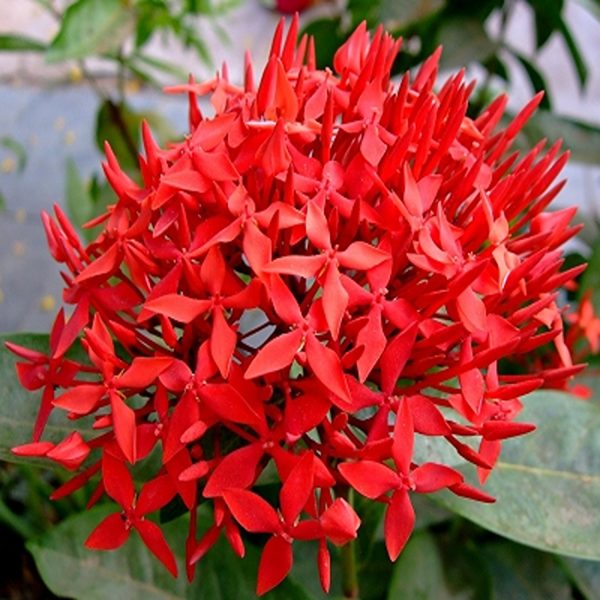 IXORA MACROTHYRSA - Image 4