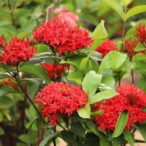 IXORA SINGAPORENSIS